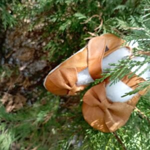 Dudu Teddy Bow